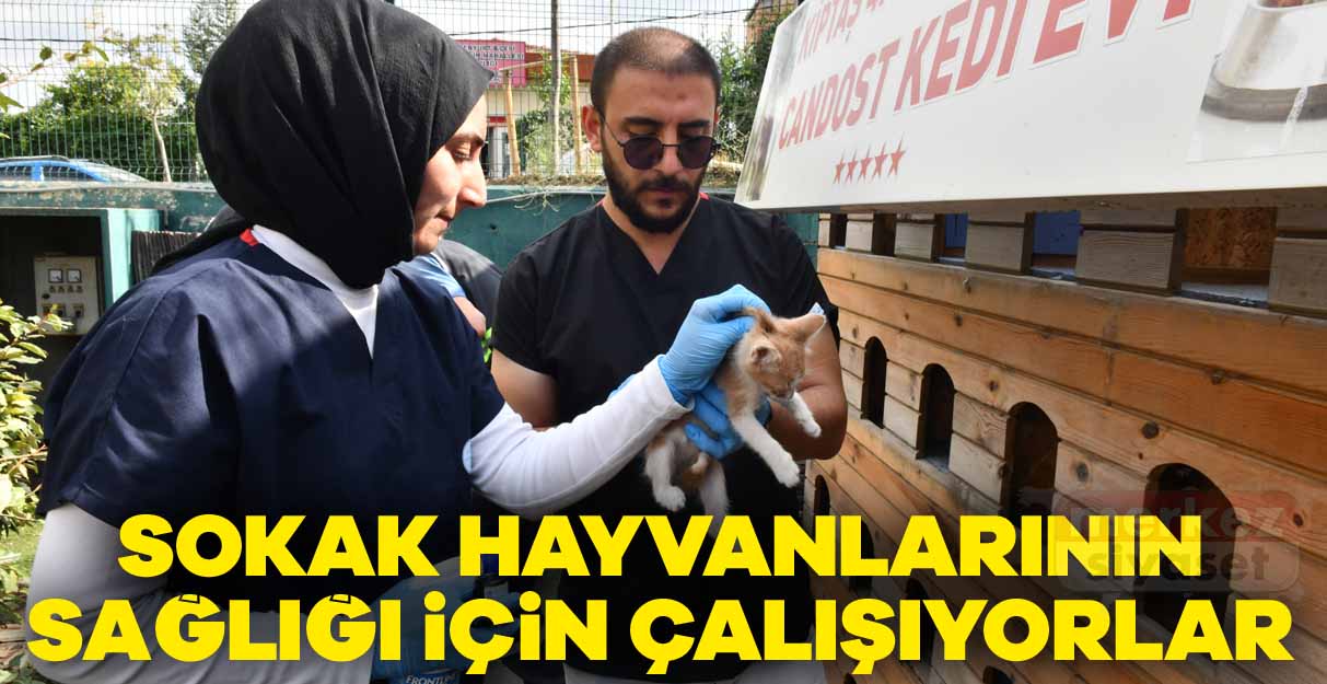 Sokak hayvanlarının sağlığı için çalışıyorlar