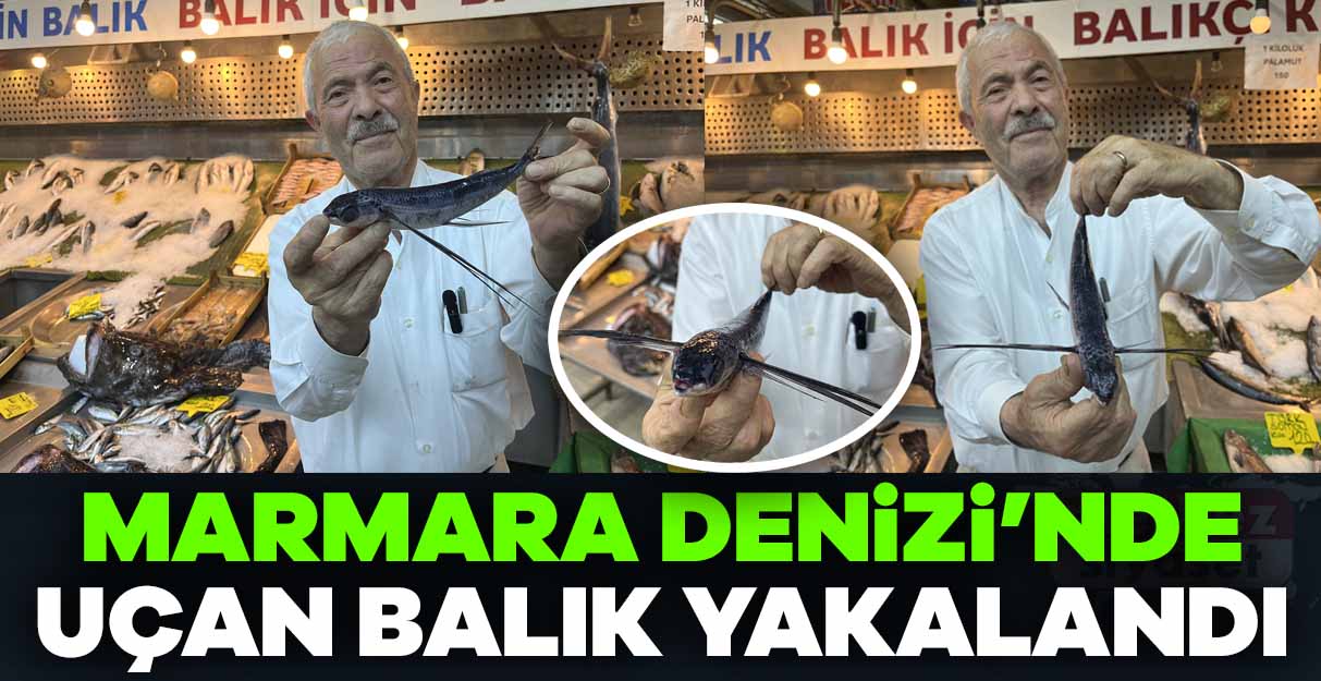 Marmara Denizi açıklarında uçan balık yakalandı