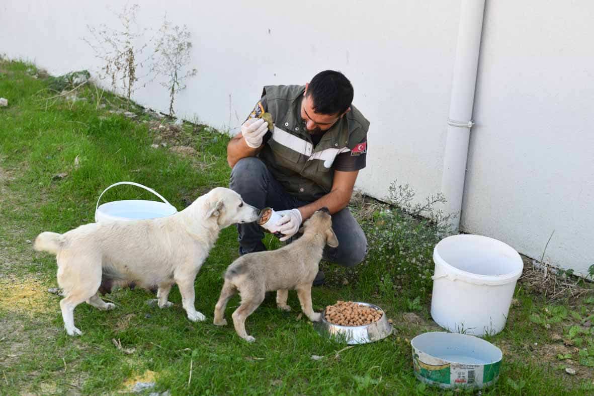 Esenyurt Belediyesi patili dostlarını unutmuyor