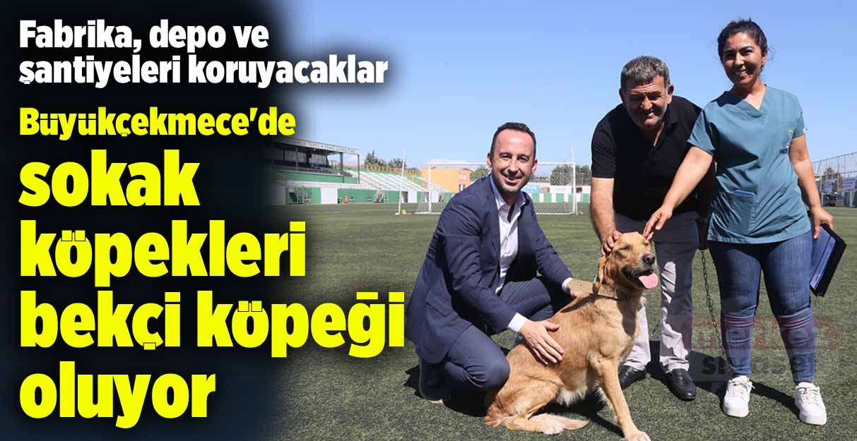 Büyükçekmece’de sokak köpekleri bekçi köpeği oluyor