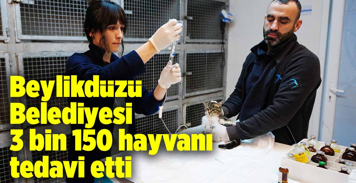 Beylikdüzü Belediyesi 3 bin 150 hayvanı tedavi etti