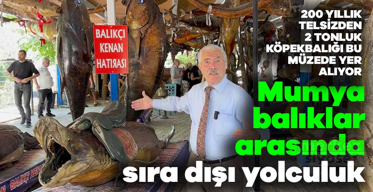 Mumya balıklar arasında sıra dışı yolculuk