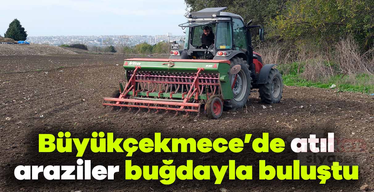 Büyükçekmece’de atıl araziler buğdayla buluştu