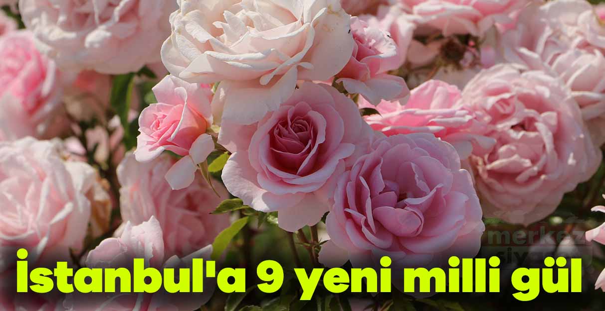 İstanbul’a 9 yeni milli gül