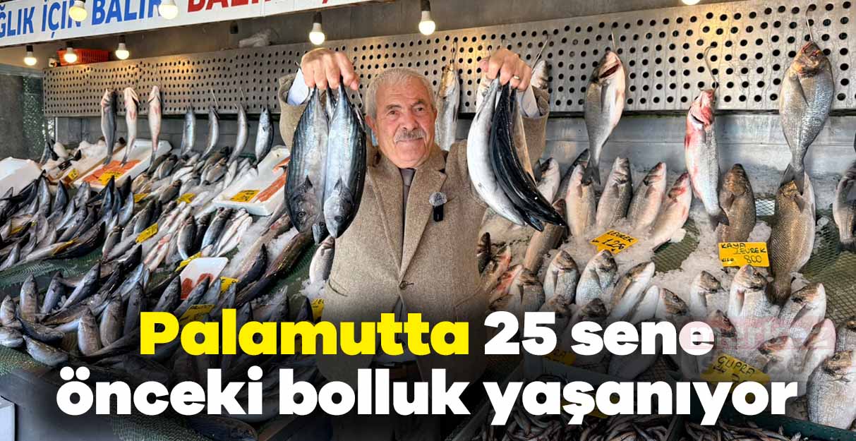 Palamutta 25 sene önceki bolluk yaşanıyor